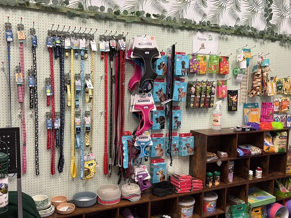 Wall of collars, leads and step-in harnesses with ceramic bowls below.